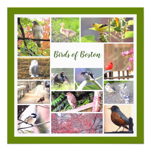 Vogels van Boston Photo Collage Foto Afdruk (Voorkant)