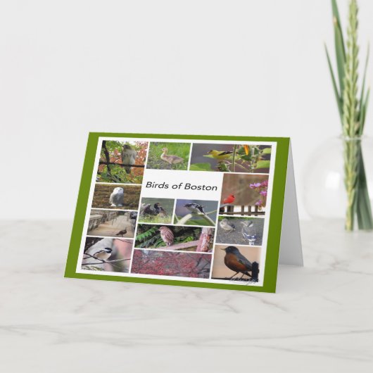 Vogels van Boston Photo Collage Kaart (Voorkant)
