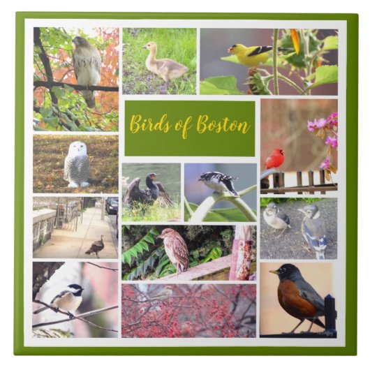Vogels van Boston Photo Collage Tegeltje (Voorkant)
