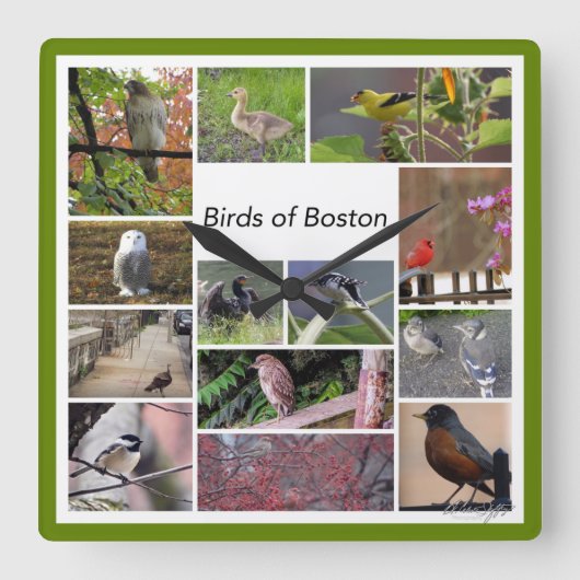 Vogels van Boston Photo Collage Vierkante Klok (Voorkant)