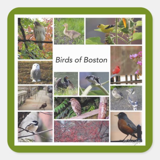 Vogels van Boston Photo Collage Vierkante Sticker (Voorkant)