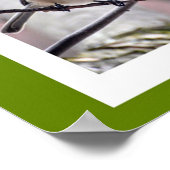 Vogels van Boston Poster (Hoek)