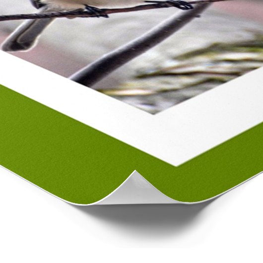 Vogels van Boston Poster (Hoek)