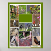 Vogels van Boston Poster (Voorkant)