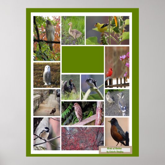 Vogels van Boston Poster (Voorkant)