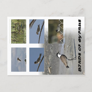 Vogels van Cyprus Briefkaart