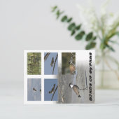 Vogels van Cyprus Briefkaart (Staand voorkant)