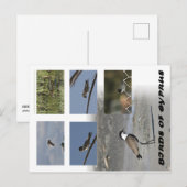 Vogels van Cyprus Briefkaart (Voorkant / Achterkant)