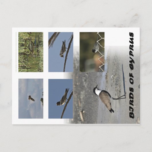 Vogels van Cyprus Briefkaart (Voorkant)