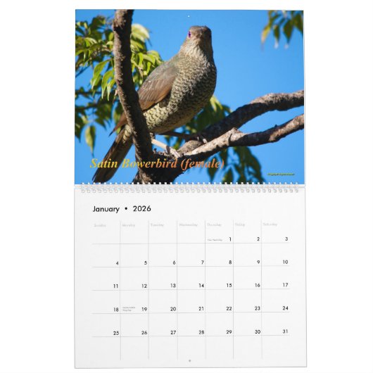 vogels van de Australische Struik Kalender (Jan 2026)