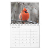 Vogels van de Carolinas Kalender (Jan 2027)