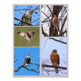 Vogels van de collage van de prooifoto foto afdruk