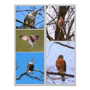 Vogels van de collage van de prooifoto foto afdruk