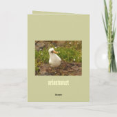 Vogels van de Galapagos-eilanden>Kaarten en Sticke Kaart (Achterkant)