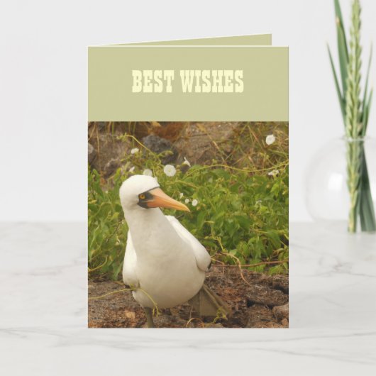 Vogels van de Galapagos-eilanden>Kaarten en Sticke Kaart (Voorkant)