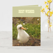 Vogels van de Galapagos-eilanden>Kaarten en Sticke Kaart (Gele Bloem)