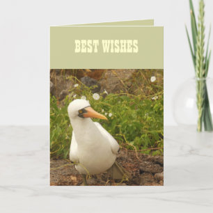 Vogels van de Galapagos-eilanden>Kaarten en Sticke Kaart