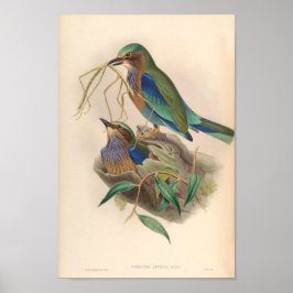 vogels van de Indische Roller van Asia Coracias Poster