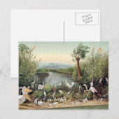 Vogels van de Kaukasus Briefkaart (Voorkant / Achterkant)