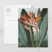 Vogels van de kunst van het Paradijs Briefkaart (Voorkant / Achterkant)