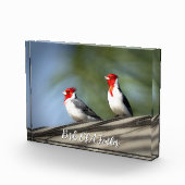Vogels van dezelfde soort Roodkuifkardinaal Hawaii Fotoblokken (Rechts)