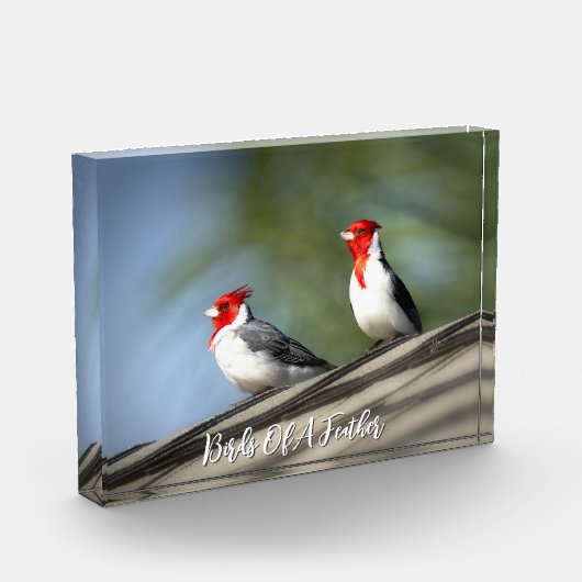 Vogels van dezelfde soort Roodkuifkardinaal Hawaii Fotoblokken (Links)