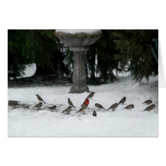 Vogels van een doezelaar