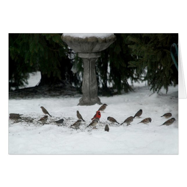 Vogels van een doezelaar (Voorkant Horizontaal)