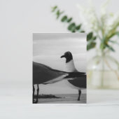 Vogels van een doezelaar briefkaart (Staand voorkant)