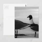 Vogels van een doezelaar briefkaart (Voorkant / Achterkant)