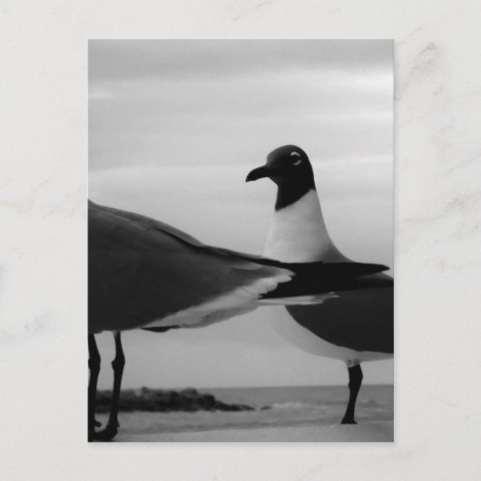 Vogels van een doezelaar briefkaart (Voorkant)