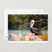 Vogels van een doezelaar briefkaart (Voorkant / Achterkant)