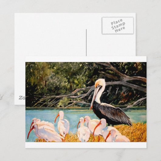 Vogels van een doezelaar briefkaart (Voorkant / Achterkant)