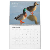 Vogels van een doezelaar kalender (Jan 2026)