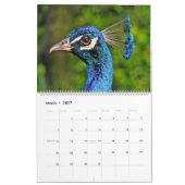 Vogels van een Faeröer Peacock-kalender Kalender (Mar 2027)
