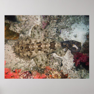 Vogels van een Wobbegong Poster