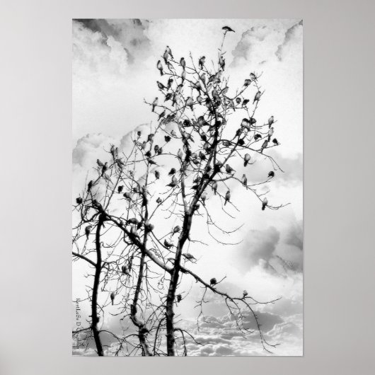 Vogels van een zeebodem poster (Voorkant)