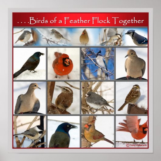 Vogels van een zeebodem (POSTER) Poster (Voorkant)