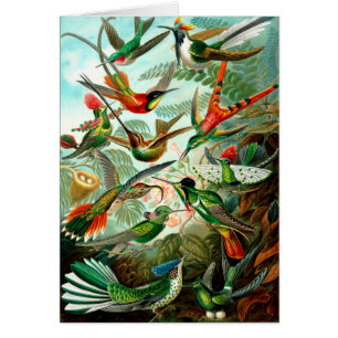 Vogels van Ernst Haeckels Kunstformen -  kunst