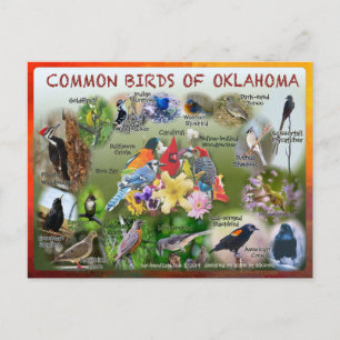 vogels van het briefkaart Oklahoma 19r