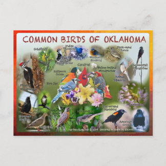 vogels van het briefkaart Oklahoma 19r