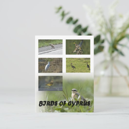 Vogels van het Cypriotische briefkaart (Staand voorkant)