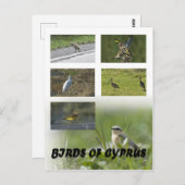 Vogels van het Cypriotische briefkaart (Voorkant / Achterkant)