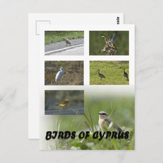 Vogels van het Cypriotische briefkaart (Voorkant / Achterkant)