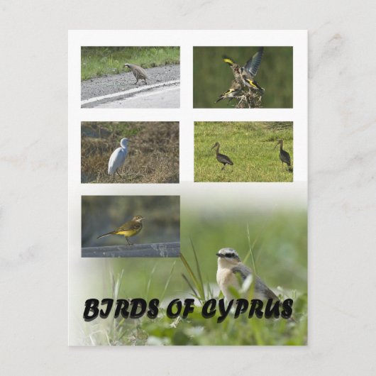 Vogels van het Cypriotische briefkaart (Voorkant)