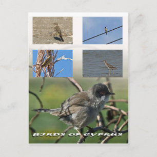 Vogels van het Cypriotische briefkaart