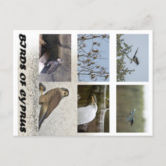 Vogels van het Cypriotische briefkaart