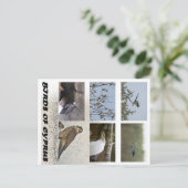 Vogels van het Cypriotische briefkaart (Staand voorkant)