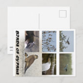 Vogels van het Cypriotische briefkaart (Voorkant / Achterkant)