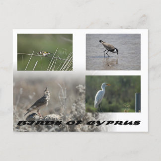 Vogels van het Cypriotische briefkaart